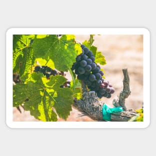 Grapes on Vines Sticker